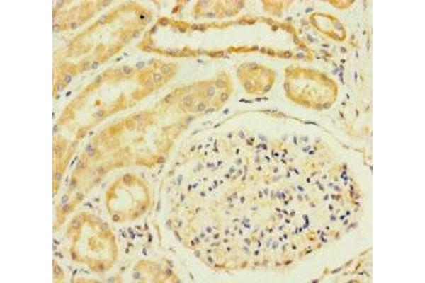 TM2D3 antibody  (AA 31-153)