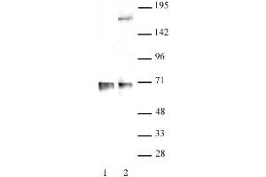 RBM39 antibody (pAb) tested by Western blot.