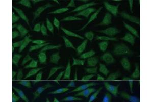 Immunofluorescence analysis of L929 cells using REXO2 Polyclonal Antibody at dilution of 1:100 (40x lens). (REXO2 antibody)