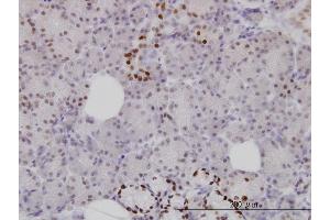 Immunoperoxidase of monoclonal antibody to FOXA1 on formalin-fixed paraffin-embedded human salivary gland. (FOXA1 antibody  (AA 367-472))