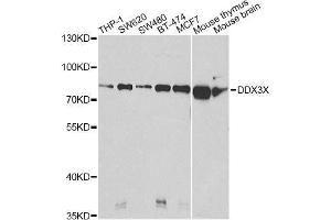 Western blot analysis of extracts of various cell lines, using DDX3X Antibody. (DDX3X antibody  (AA 1-220))