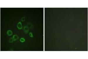 Immunofluorescence analysis of HuvEc cells, using Bax (Ab-167) Antibody.