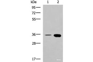 Western blot analysis of HepG2 cell and Mouse brain tissue lysates using MAF Polyclonal Antibody at dilution of 1:550 (MAF antibody)