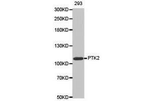 Western Blotting (WB) image for anti-PTK2 Protein tyrosine Kinase 2 (PTK2) antibody (ABIN1874428) (FAK antibody)