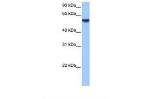 Image no. 1 for anti-Inositol-3-Phosphate Synthase 1 (ISYNA1) (AA 161-210) antibody (ABIN6738888) (ISYNA1 antibody  (AA 161-210))