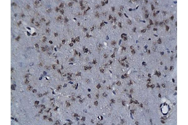 NIT2 antibody  (AA 41-140)