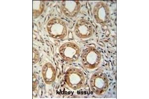 LNPEP antibody (N-Term) (ABIN654230 and ABIN2844064) immunohistochemistry analysis in formalin fixed and paraffin embedded human kidney tissue followed by peroxidase conjugation of the secondary antibody and DAB staining. (LNPEP antibody  (N-Term))