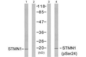 Western blot analysis of extracts from Jurkat cells untreated or treated with PMA (1ng/ml, 15min), using Stathmin 1 (Ab-24) antibody (E021217, Line 1 and 2) and Stathmin 1 (phospho-Ser24) antibody (E011224, Line 3 and 4). (Stathmin 1 antibody  (pSer24))