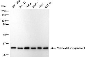 anti-Malate Dehydrogenase 1, NAD (Soluble) (MDH1) antibody