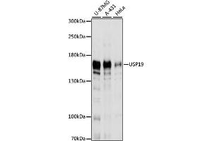 Western blot analysis of extracts of various cell lines, using USP19 antibody  at 1:1000 dilution. (USP19 antibody  (AA 1-200))