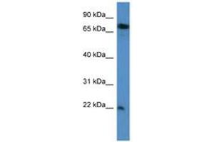 Image no. 1 for anti-SFT2 Domain Containing 3 (SFT2D3) (N-Term) antibody (ABIN6746877)