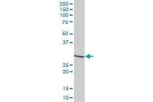 DIABLO MaxPab polyclonal antibody. (DIABLO antibody  (AA 1-239))