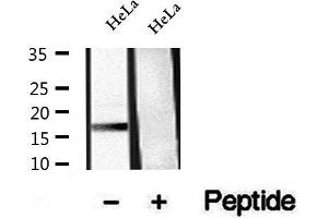 Western blot analysis of extracts of HeLa , using Phospho-CENP-A (Ser7) Antibody.