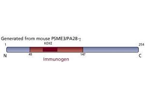 Image no. 3 for anti-PSME3 (PSME3) (AA 45-147) antibody (ABIN968402)