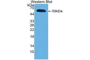 Western Blotting (WB) image for anti-Interferon, alpha 5 (IFNA5) (AA 22-189) antibody (ABIN3203133) (IFNA5 antibody  (AA 22-189))