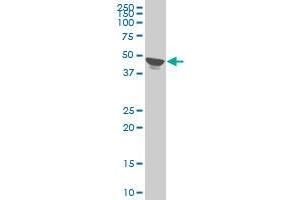 TPBG monoclonal antibody (M09), clone 1B6. (TPBG antibody  (AA 219-328))