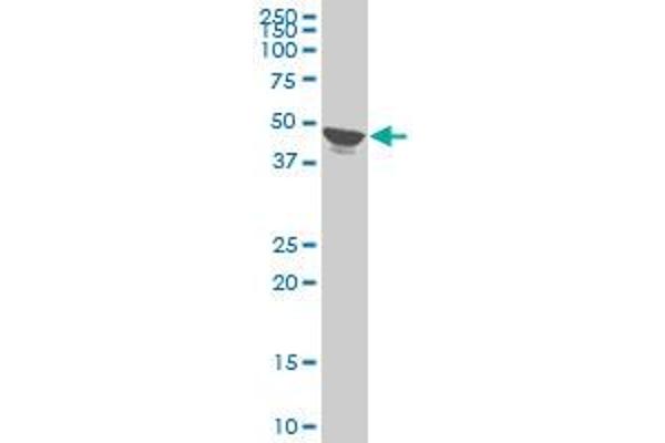 TPBG antibody  (AA 219-328)
