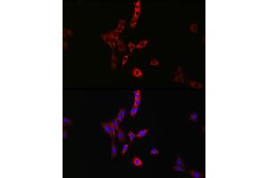 Immunofluorescence analysis of PC-12 cells using R Rabbit pAb (ABIN6133143, ABIN6146576, ABIN6146578 and ABIN6224057) at dilution of 1:100 (40x lens). (RAB35 antibody  (AA 1-201))