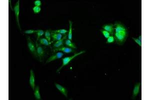 Immunofluorescence staining of Hela cells with ABIN7155861 at 1:66, counter-stained with DAPI. (HIPK1 antibody  (AA 1007-1151))