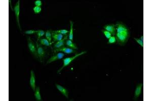 Immunofluorescence staining of Hela cells with ABIN7155861 at 1:66, counter-stained with DAPI.