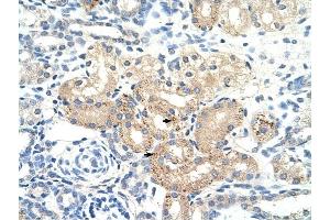 DLAT antibody was used for immunohistochemistry at a concentration of 4-8 ug/ml to stain Epithelial cells of renal tubule (arrows) in Human Kidney.