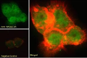 Immunofluorescence (IF) image for anti-Apolipoprotein B mRNA Editing Enzyme, Catalytic Polypeptide-Like 3A (APOBEC3A) (Internal Region) antibody (ABIN238645)
