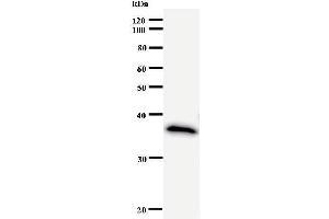 Western Blotting (WB) image for anti-Polymerase (RNA) II (DNA Directed) Polypeptide G (POLR2G) antibody (ABIN933124) (POLR2G antibody)