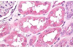 Anti-GNPDA1 antibody IHC staining of human kidney. (GNPDA1 antibody  (AA 250-289))
