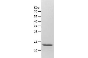 Western Blotting (WB) image for Protein Phosphatase 1, Regulatory (Inhibitor) Subunit 11 (PPP1R11) (AA 1-126) protein (His tag) (ABIN7124665) (PPP1R11 Protein (AA 1-126) (His tag))