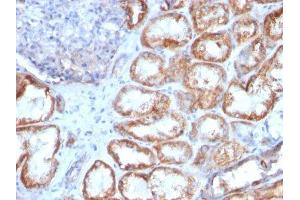 Image no. 4 for anti-Heat Shock 60kDa Protein 1 (Chaperonin) (HSPD1) antibody (ABIN6164282) (HSPD1 antibody)