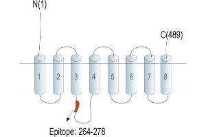 Representative domain view of the target of ABIN7237849.