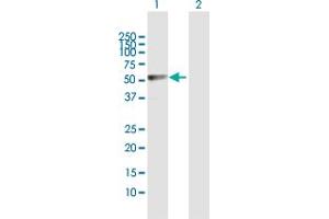 Western Blot analysis of LDHD expression in transfected 293T cell line by LDHD MaxPab polyclonal antibody. (LDHD antibody  (AA 1-507))