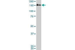 MLLT10 monoclonal antibody (M02), clone 2B9. (MLLT10 antibody  (AA 695-793))
