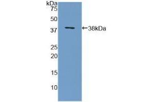 Western blot analysis of recombinant Human MBP. (MBP antibody  (AA 135-190))