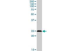 SENP8 MaxPab rabbit polyclonal antibody. (SENP8 antibody  (AA 1-212))