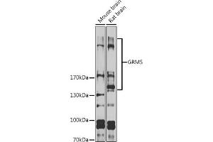 Western blot analysis of extracts of various cell lines, using GRM5 antibody (ABIN6128233, ABIN6141427, ABIN6141428 and ABIN6225125) at 1:1000 dilution. (Metabotropic Glutamate Receptor 5 antibody  (AA 870-1070))