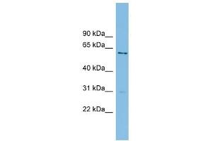AXUD1 antibody used at 1 ug/ml to detect target protein. (AXUD1 antibody  (Middle Region))