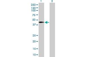 Western Blot analysis of NUP43 expression in transfected 293T cell line by NUP43 MaxPab polyclonal antibody. (NUP43 antibody  (AA 1-380))