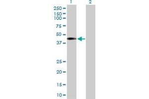Western Blot analysis of NUP43 expression in transfected 293T cell line by NUP43 MaxPab polyclonal antibody.