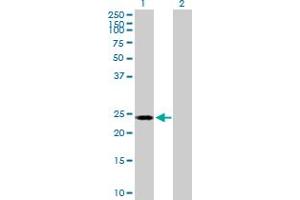 Western Blot analysis of POLR2E expression in transfected 293T cell line by POLR2E MaxPab polyclonal antibody. (POLR2E antibody  (AA 1-210))