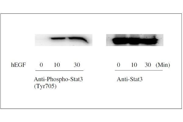 STAT3 ELISA Kit