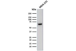 anti-GNRHR and LHCGR (AA 1-29), (N-Term) antibody