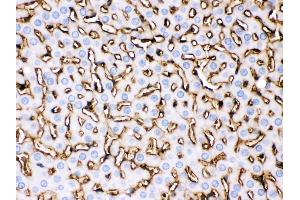 Apolipoprotein A I was detected in paraffin-embedded sections of rat liver tissues using rabbit anti- Apolipoprotein A I Antigen Affinity purified polyclonal antibody at 1 μg/mL. (APOA1 antibody  (AA 25-259))