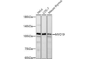 Western blot analysis of extracts of various cell lines, using MYO19 antibody (ABIN7268758) at 1:500 dilution. (Myosin XIX antibody)