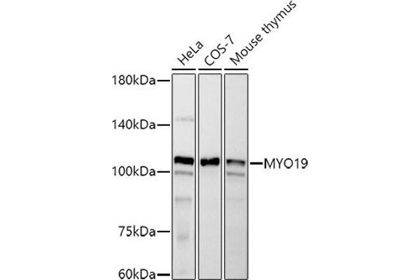 Myosin XIX antibody