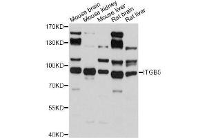 Western blot analysis of extracts of various cell lines, using ITGB5 antibody. (Integrin beta 5 antibody  (AA 490-720))