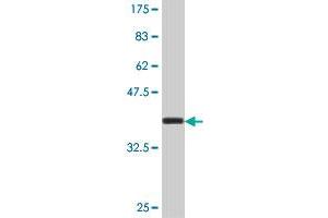 Western Blot detection against Immunogen (37. (Arylsulfatase E antibody  (AA 490-589))