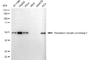 Western blotting analysis using thioredoxin domain containing 5 antibody (ABIN7800541). (TXNDC5 antibody)
