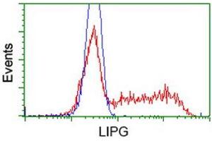 Image no. 2 for anti-Lipase, Endothelial (LIPG) antibody (ABIN1499166) (LIPG antibody)
