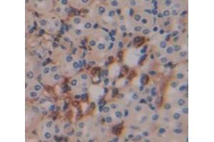 Figure. (SUOX antibody  (AA 86-278))